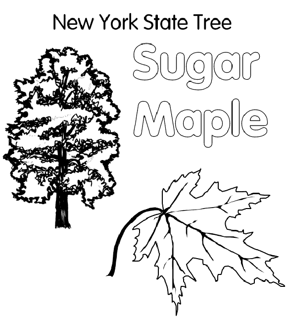 maple tree coloring page maple tree coloring page create a printout or activity page maple coloring tree 