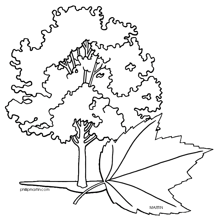 maple tree coloring page sugar maple tree coloring page free printable coloring pages tree page maple coloring 