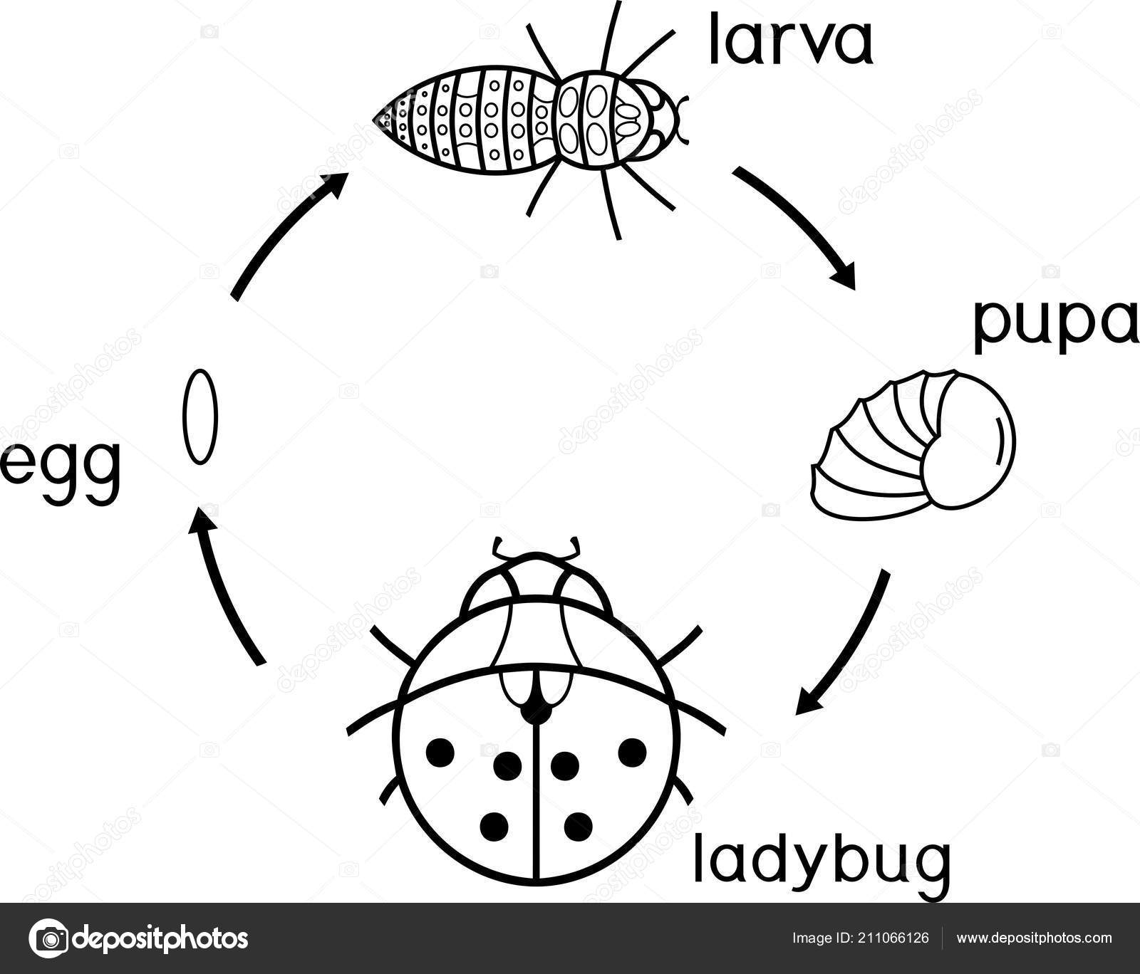 mariquita dibujo para colorear life cycle ladybug coloring page sequence stages para mariquita dibujo colorear 