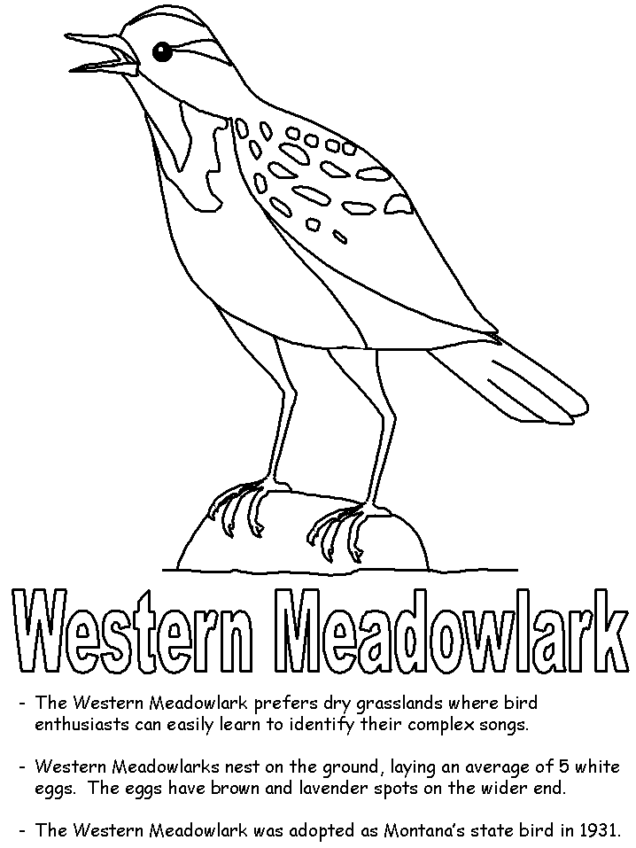 meadowlark coloring page meadowlark animals coloring pages coloring book page meadowlark coloring 
