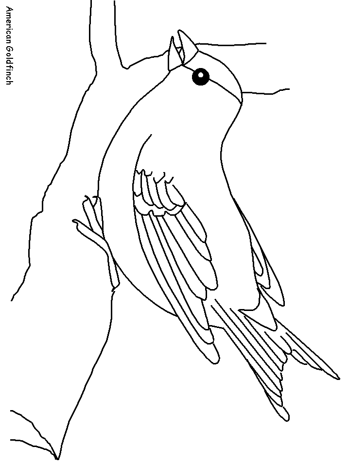 meadowlark coloring page print and color montana state bird meadowlark page coloring 