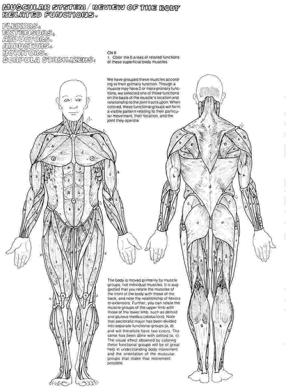 muscle coloring pages human muscles front view worksheet coloring page free pages muscle coloring 