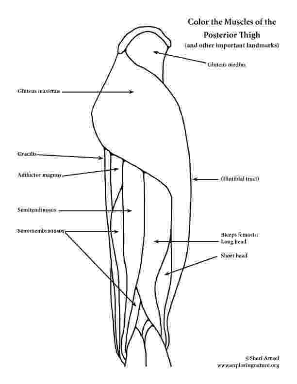 muscle coloring pages muscles of the leg and foot coloring coloring pages muscle 