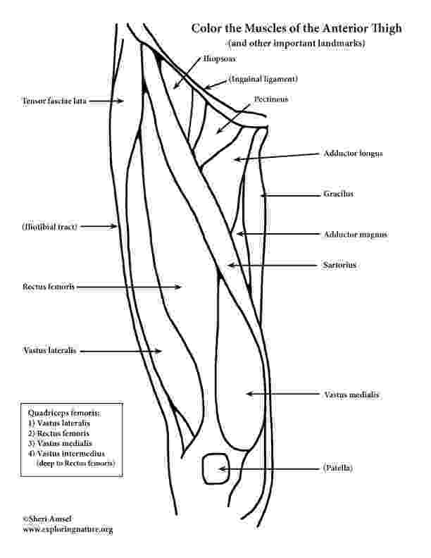 muscle coloring pages the muscular system coloring pages coloring home muscle pages coloring 