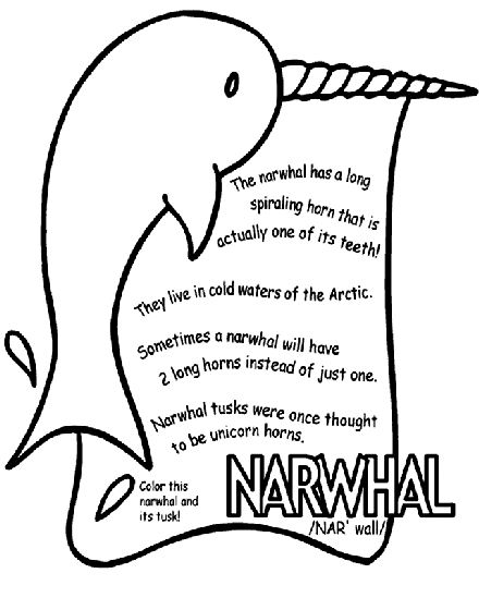 narwhal coloring page narwhal coloring page free printable coloring pages page narwhal coloring 