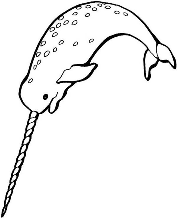 narwhal coloring page narwhal drawing at getdrawingscom free for personal use page narwhal coloring 