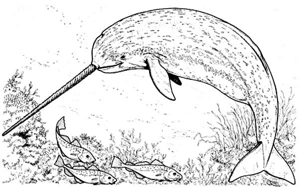 narwhal coloring page two cute narwhals coloring pages free printable coloring narwhal page coloring 