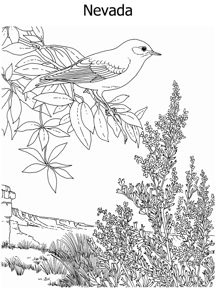 nevada state flower state flower and state bird coloring page flower state nevada 