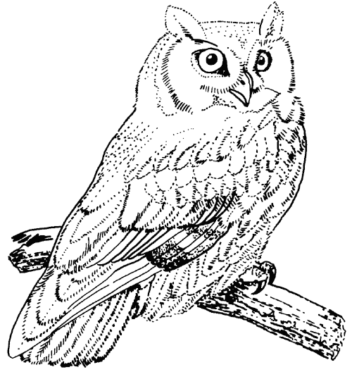 owl color sheet owls animal coloring pages pictures sheet owl color 