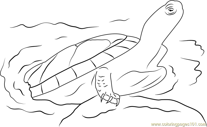 painted turtle coloring page august 2009 butch griz painting blog painted turtle page coloring 