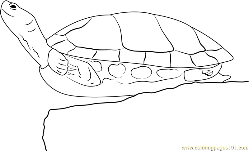 painted turtle coloring page eastern painted turtle coloring page free turtle coloring turtle painted page 
