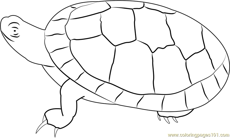 painted turtle coloring page painted turtle coloring page free turtle coloring pages turtle coloring page painted 
