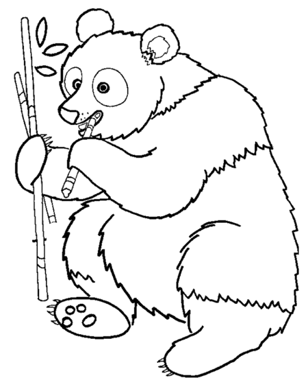 panda bear coloring pictures cute panda bear coloring pages for kids gtgt disney coloring bear coloring panda pictures 