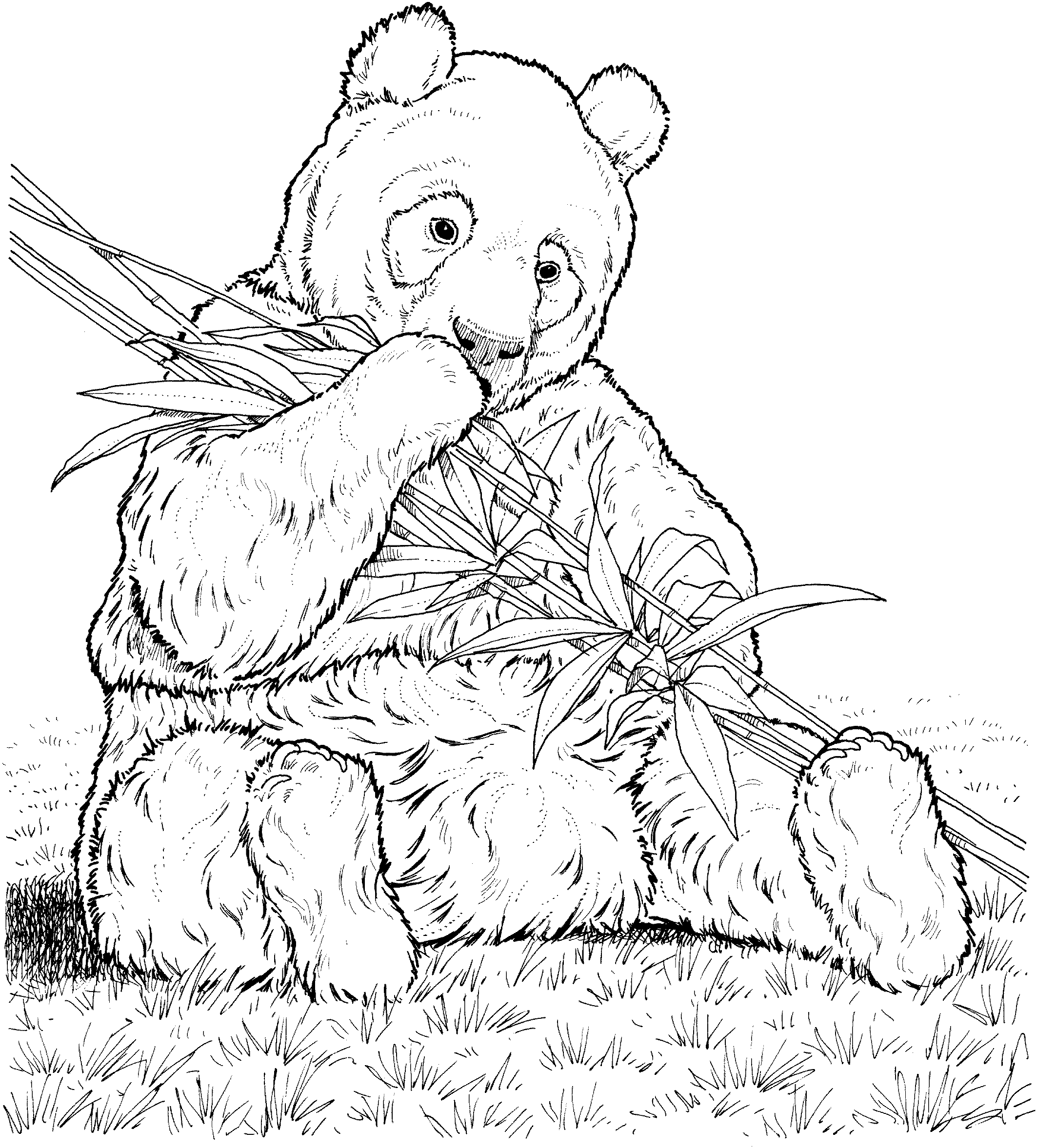 panda coloring page panda coloring pages best coloring pages for kids page panda coloring 1 2