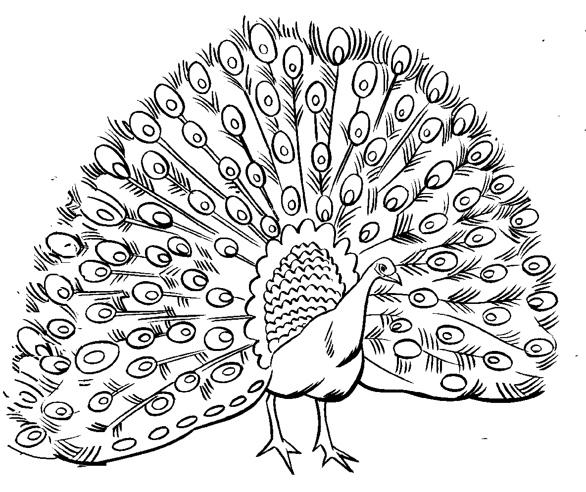 peacock coloring peacock coloring page stock illustration download image coloring peacock 