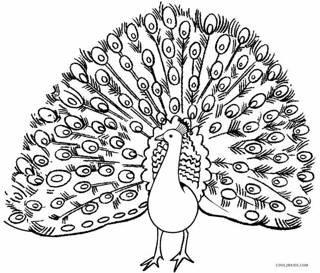 peacock coloring printable peacock coloring pages for kids cool2bkids coloring peacock 