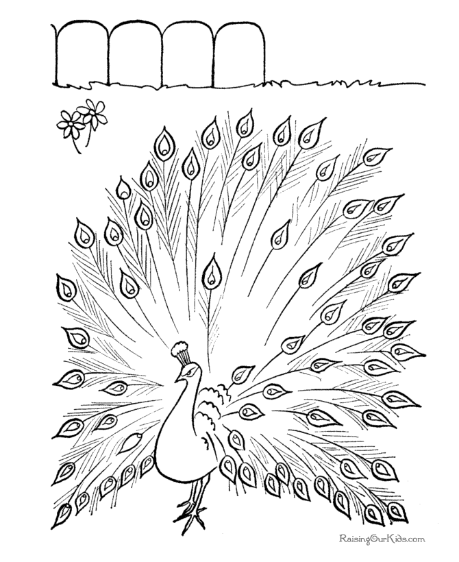 peacock images for coloring peacock coloring pages getcoloringpagescom images coloring peacock for 