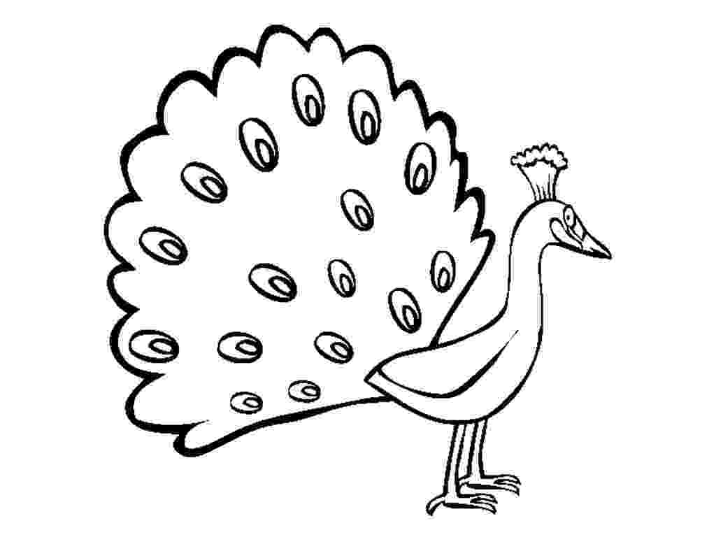 peacock images for coloring peacock coloring pages the sun flower pages images coloring for peacock 