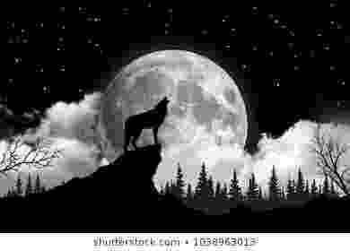 picture of coyote howling at the moon howling full moon wolf silhouette car truck window vinyl coyote the of at picture moon howling 