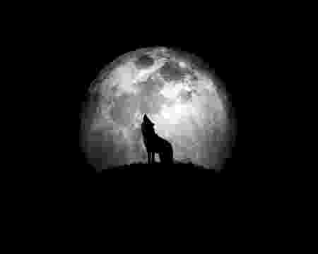 picture of coyote howling at the moon wolves howling clipart free download best wolves howling at the picture moon coyote howling of 
