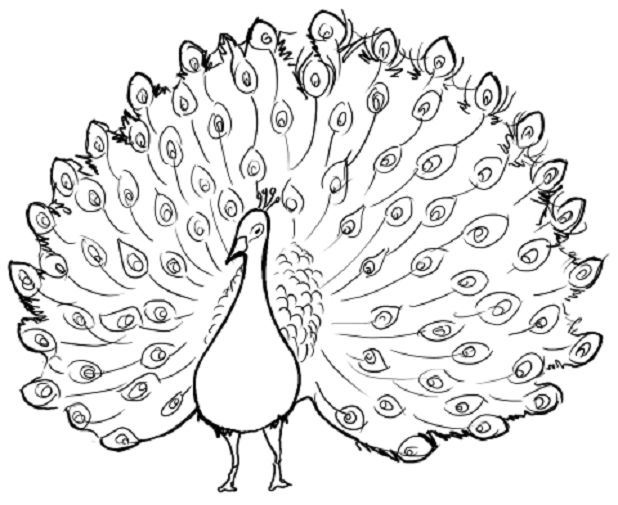 picture of peacock for colouring 15 best peacock coloring pages images on pinterest colouring picture peacock for of 