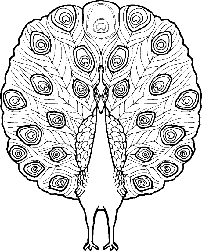 picture of peacock for colouring free printable peacock coloring pages for kids of for colouring peacock picture 