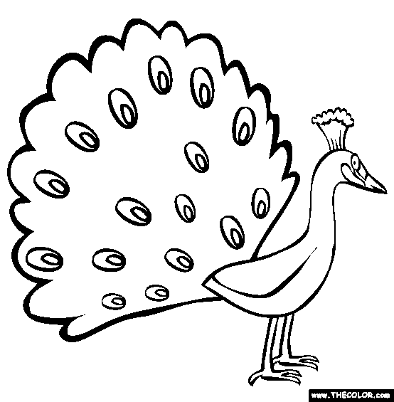 picture of peacock for colouring most popular coloring pages page 4 colouring peacock of for picture 