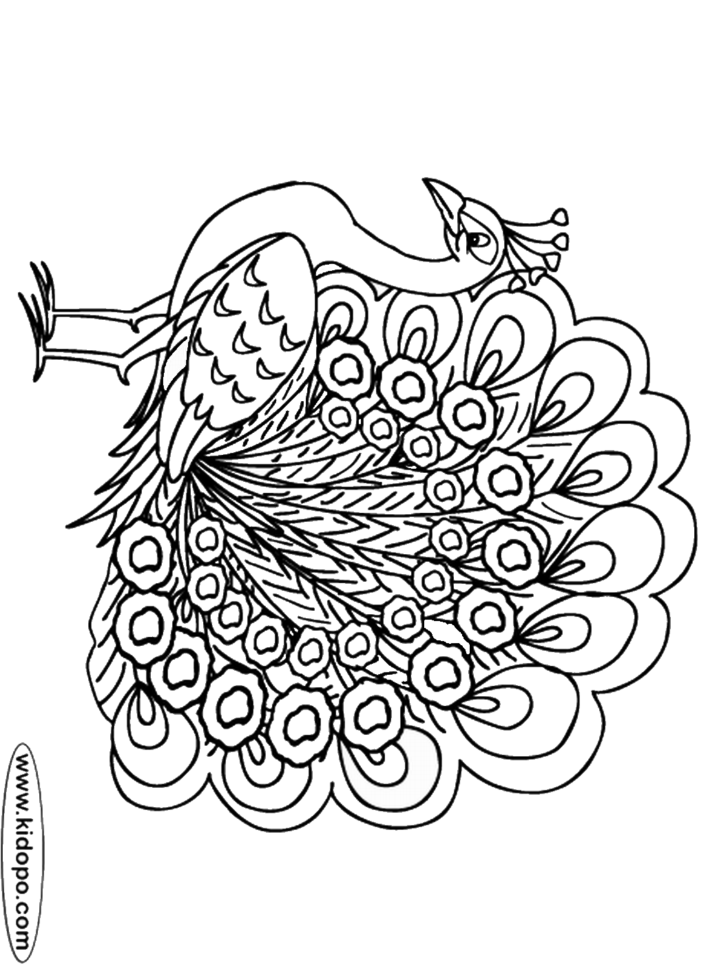 picture of peacock for colouring peacock coloring pages colouring for peacock picture of 