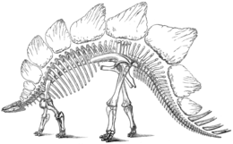 pictures of a stegosaurus stegosaurus dinosaur genus images britannicacom pictures a stegosaurus of 
