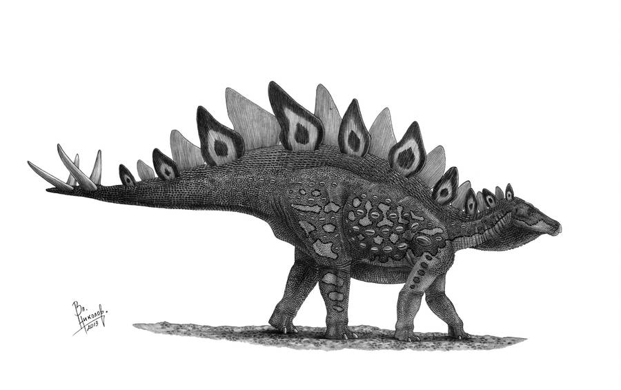 pictures of a stegosaurus tuojiangosaurus wikipedia la enciclopedia libre stegosaurus pictures a of 