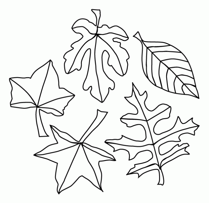 pictures of fall leaves to color fall autumn leaves coloring page free printable coloring to leaves pictures color of fall 