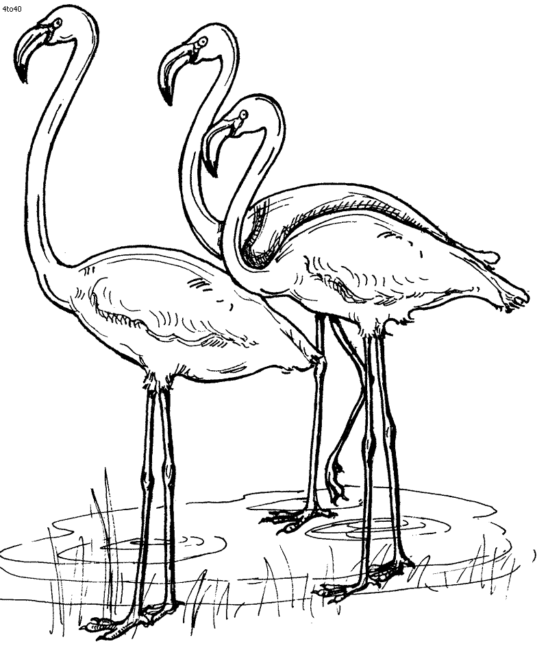 pictures of flamingos to print flamingo coloring pages to download and print for free to pictures of print flamingos 
