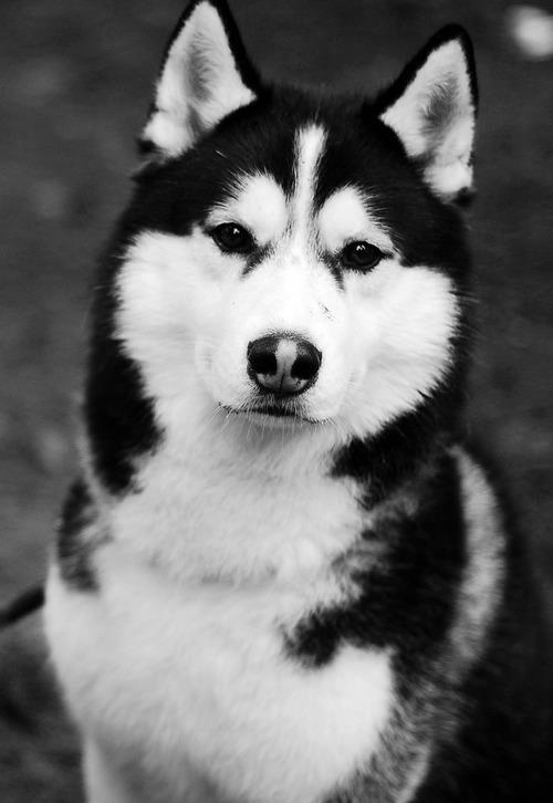 pictures of huskies cute husky puppies with quotes quotesgram pictures huskies of 