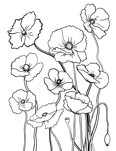 poppy coloring page 18 poppy coloring pages pdf jpg free premium templates poppy page coloring 