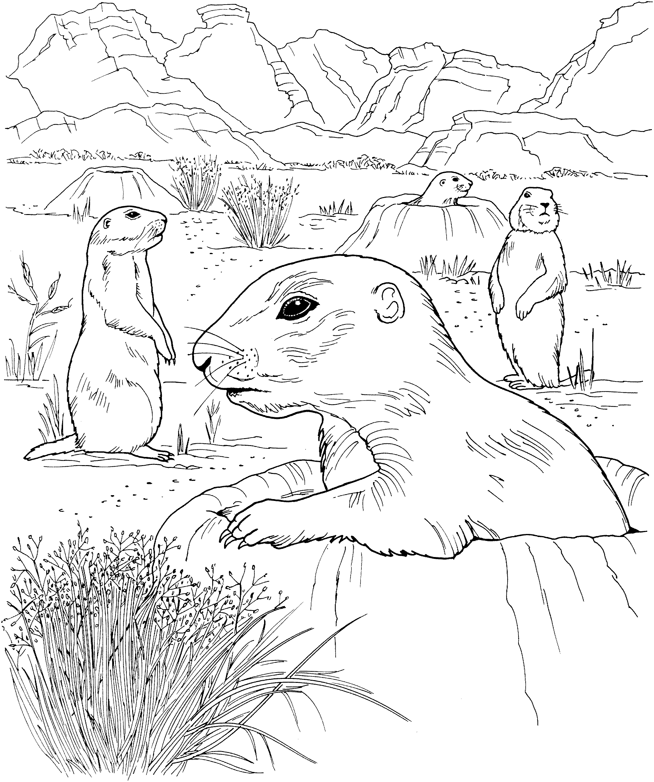 prairie dog pictures to print free prairie dog coloring page sheet book pictures print prairie to dog 