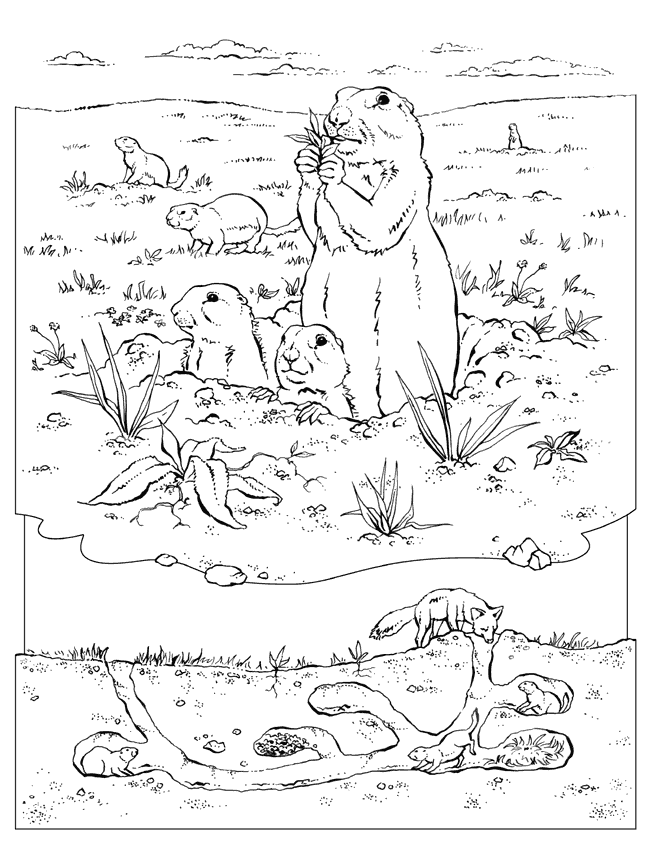 prairie dog pictures to print free prairie dog coloring pages pictures print dog prairie to 