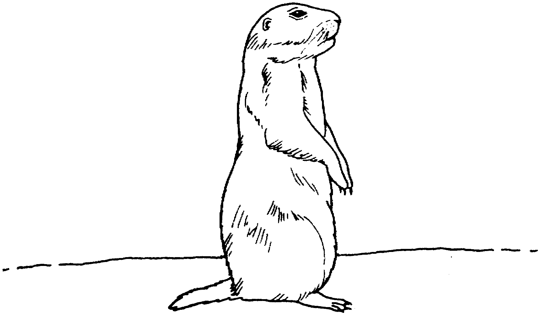prairie dog pictures to print prairie coloring pages coloring pages to dog print prairie pictures 