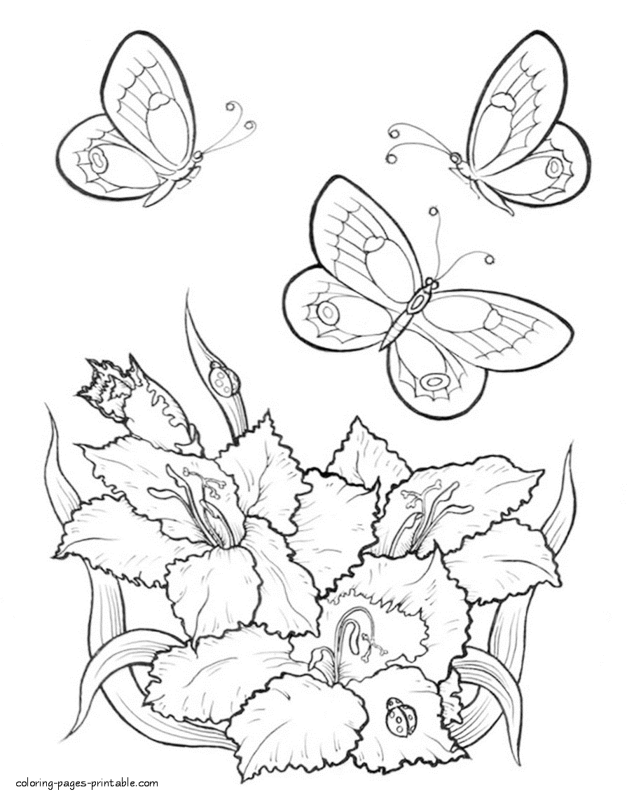 printable coloring pages of flowers and butterflies coloring pages color the butterfly natural world of pages printable flowers coloring butterflies and 