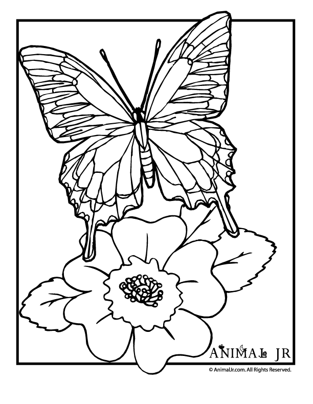 printable coloring pages of flowers and butterflies coloring pictures of flowers and butterflies bing images and flowers pages coloring printable of butterflies 
