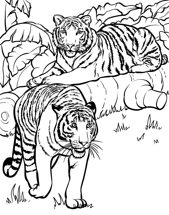 printable pictures of tigers tiger coloring pages and book uniquecoloringpages pictures printable of tigers 