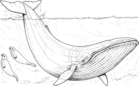 printable pictures of whales whale orca colouring pages sketch coloring page printable whales pictures of 