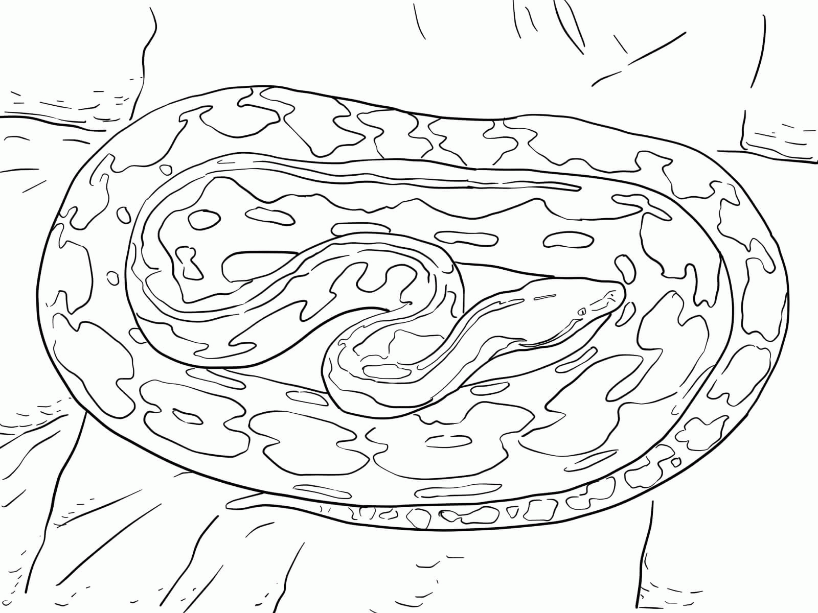 python pictures to color ball python coloring page free printable coloring pages python pictures to color 