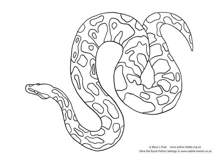 python pictures to color python google search line drawings for literacy to color pictures python 
