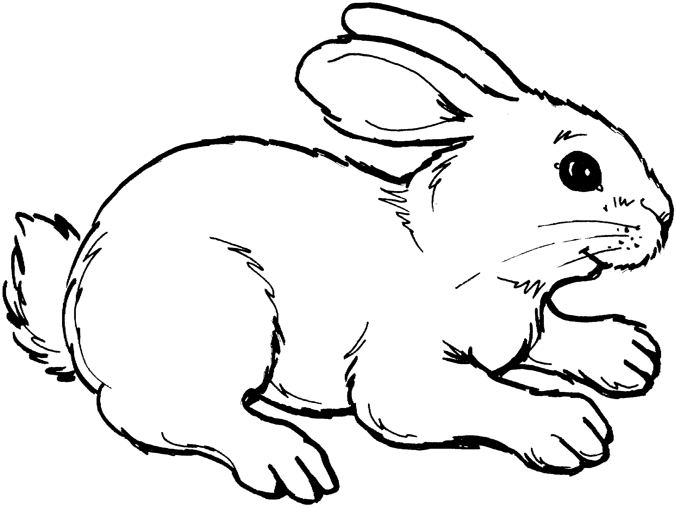 rabbit picture for colouring free printable rabbit coloring pages for kids colouring rabbit picture for 