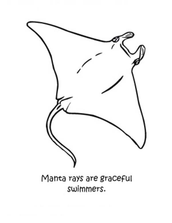 ray printable coloring pages stingray coloring pages getcoloringpagescom coloring ray printable pages 