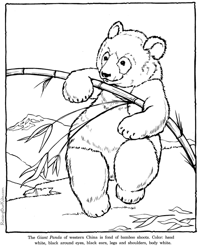 realistic coloring pages adult free fish coloring pages realistic coloring pages pages realistic coloring 
