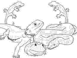 reptile coloring pages reptiles of california pages coloring pages reptile coloring pages 