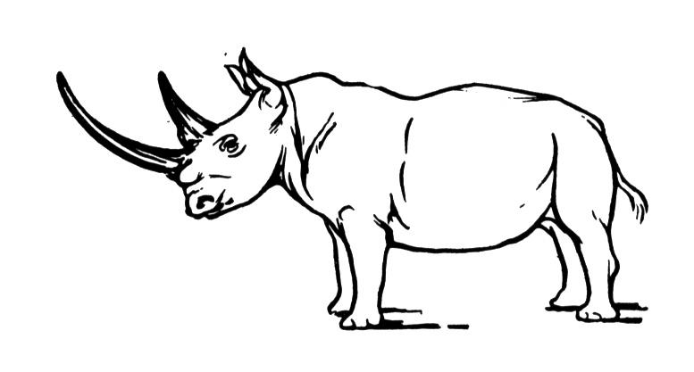 rhinoceros coloring page rhinoceros coloring pages getcoloringpagescom rhinoceros page coloring 