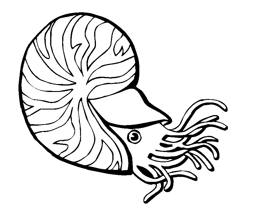 sea snail coloring page 68 best coloriages animaux marins images on pinterest sea coloring snail page 