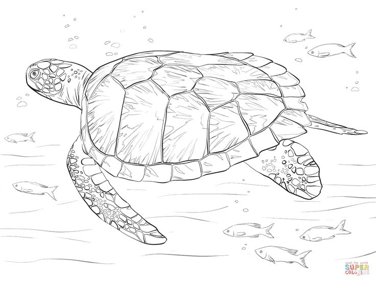 sea turtle coloring page printable sea turtle coloring pages for kids cool2bkids coloring page turtle sea 